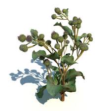 Attēlu rezultāti vaicājumam “Arctium tomentosum”