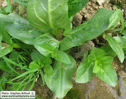Attēlu rezultāti vaicājumam “Veronica anagallis-aquatica leaf”
