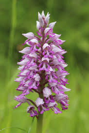Attēlu rezultāti vaicājumam “Orchis militaris leaf”
