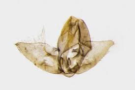 Attēlu rezultāti vaicājumam “Denisia similella”