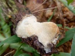 Attēlu rezultāti vaicājumam “Antrodia sinuosa”