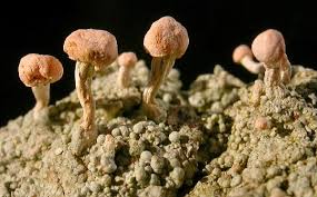 Attēlu rezultāti vaicājumam “Dibaeis baeomyces”