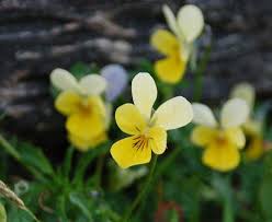 Attēlu rezultāti vaicājumam “Viola tricolor subsp. curtisii bud”