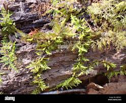 Attēlu rezultāti vaicājumam “Thuidium delicatulum”