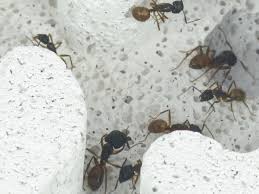 Image result for ytong ants