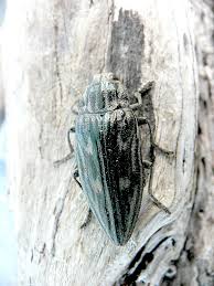 Attēlu rezultāti vaicājumam “Chalcophora mariana”