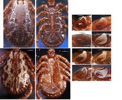 Attēlu rezultāti vaicājumam “Dermacentor reticulatus female”