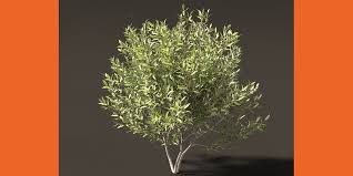 Attēlu rezultāti vaicājumam “Salix pentandra”