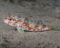 Image result for Mullus surmuletus