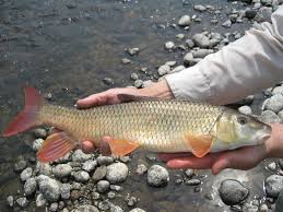 Image result for Moxostoma macrolepidotum