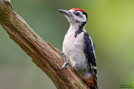 Attēlu rezultāti vaicājumam “Dendrocopos major juvenile”