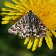 Attēlu rezultāti vaicājumam “Callistege mi”