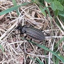 Attēlu rezultāti vaicājumam “Carabus clathratus”