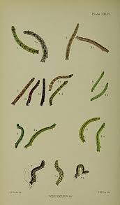 Attēlu rezultāti vaicājumam “Eulithis testata”