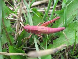 Attēlu rezultāti vaicājumam “Chrysochraon dispar”