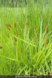 Attēlu rezultāti vaicājumam “Carex loliacea fruit”