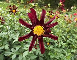 Image result for Dahlia x pinnata `Decorative Giants`