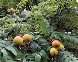 Attēlu rezultāti vaicājumam “Sorbus”