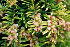 Attēlu rezultāti vaicājumam “Taxus baccata bud”