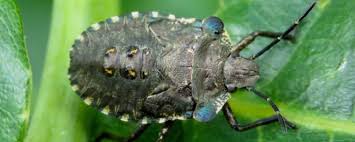 Attēlu rezultāti vaicājumam “Thecabius affinis nymph”