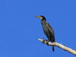 Attēlu rezultāti vaicājumam “Phalacrocorax carbo adult”