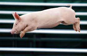 Image result for flying pigs