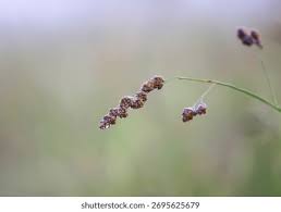 Attēlu rezultāti vaicājumam “Poa pratensis flower”