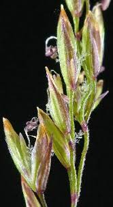 Attēlu rezultāti vaicājumam “Poa palustris leaf”