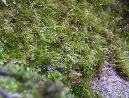 Attēlu rezultāti vaicājumam “Dicranodontium denudatum”