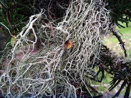 Attēlu rezultāti vaicājumam “Evernia divaricata”