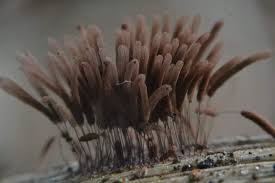 Attēlu rezultāti vaicājumam “Stemonitis foliicola macro”