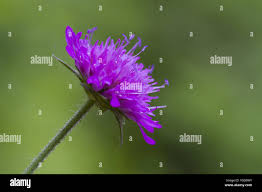 Image result for Knautia dipsacifolia