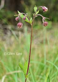 Attēlu rezultāti vaicājumam “Geum rivale leaf”