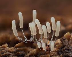 Attēlu rezultāti vaicājumam “Stemonitopsis typhina var. similis macro”