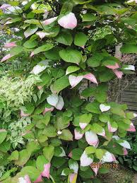 Attēlu rezultāti vaicājumam “Actinidia kolomikta”