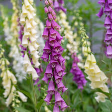Image result for Digitalis purpurea