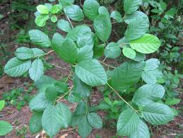 Attēlu rezultāti vaicājumam “Frangula alnus leaf”