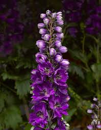 Attēlu rezultāti vaicājumam “Delphinium elatum”