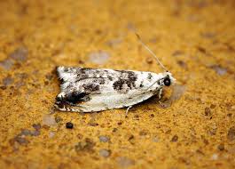 Attēlu rezultāti vaicājumam “Ancylis laetana”