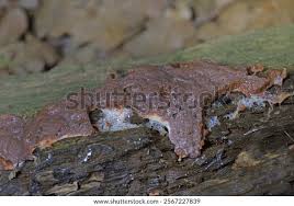 Attēlu rezultāti vaicājumam “Dictydiaethalium plumbeum young”