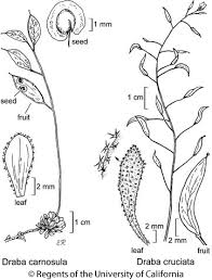 Attēlu rezultāti vaicājumam “Draba nemorosa fruit”