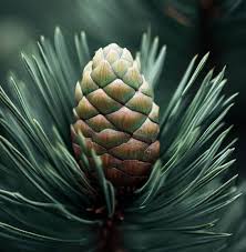 Attēlu rezultāti vaicājumam “Pinus sylvestris fruit”