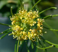 Attēlu rezultāti vaicājumam “Sisymbrium volgense flower”