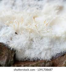 Attēlu rezultāti vaicājumam “Phlebiopsis gigantea”