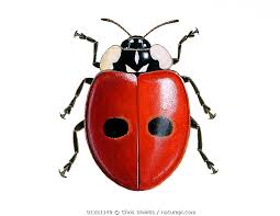 Attēlu rezultāti vaicājumam “Adalia bipunctata”