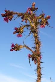 Attēlu rezultāti vaicājumam “Cirsium palustre flower”