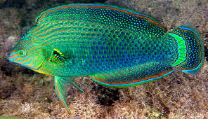 Image result for Halichoeres radiatus