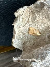 Attēlu rezultāti vaicājumam “Acleris forsskaleana”