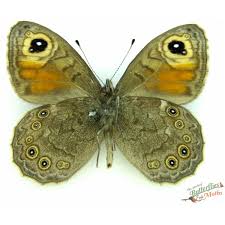 Attēlu rezultāti vaicājumam “Lasiommata maera underside”