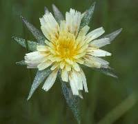 Image result for Agoseris major